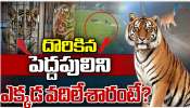 Wild Tiger: దొరికిన పెద్దపులిని ఎక్కడ వదిలేశారంటే..? Wild Tiger: దొరికిన పెద్దపులిని ఎక్కడ వదిలేశారంటే..?