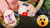 Nagamani Video: నాగుపాము తలపై నాగమణి ఉంటుందా? ఈ వీడియో చూడండి మీకే తెలుస్తుంది!