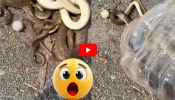 Venomous Snake Video: డబ్బాలో పాములను బయట వదిలిపెట్టిన స్నేక్ క్యాచర్.. వీడియో ఇదే చూడండి..