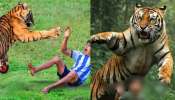 Tiger Attack: పులులు ఎదురు పడినప్పుడు ఎలా ప్రవర్తించాలి..?.. ఫారెస్ట్ అధికారిణి చెప్పిన సూచనలు ఏమిటంటే..?
