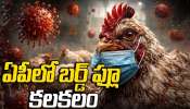 Bird Flu Cases In AP: ఏపీలో బర్డ్‌ ఫ్లూ పంజా..భారీగా పెరిగిన కేసులు..చికెన్, కోడిగుడ్లు తింటున్నారా?