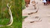 Snakes Romance Video: వామ్మో.. నడిరోడ్డు మీద రొమాన్స్ చేసుకుంటున్న రెండు నాగు పాములు.. అరుదైన వీడియో..