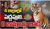 Tiger Terror: 4 జిల్లాల్లో పెద్దపులి అలజడి.. 8 ఆవులపై దాడి..