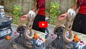Cobra On Nandi Video: మహాశివరాత్రికి ముందు రోజే.. నందిపై దర్శనం ఇచ్చిన నాగుపాము.. వీడియో..