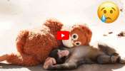 Baby Monkey Video: బొమ్మనే తల్లిగా భావిస్తున్న అనాథ కోతి పిల్ల కథ.. వీడియో చూస్తే కన్నీరు పెట్టుకుంటారు!