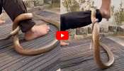 Huge Cobra Video: కాలికి చుట్టుకున్న కింగ్ కోబ్రా.. కదలకుండా ఉన్న యువకుడు.. వీడియో..