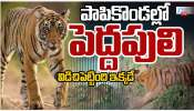 Tiger Terror: ఉభయ గోదావరి జిల్లాలను వీడని పెద్దపులి భయం..