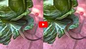Snake Video: అయ్యే.. క్యాబేజీలో పాము.. ఈ వీడియో చూస్తే ఆశ్చర్యపోతారు..