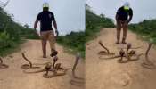 Snakes Video: ఇంత వైలెంట్గా ఉన్నాడెంట్రా.!. కుప్పల కొద్ది పాములతో డెంజర్ స్టంట్ లు.. ఓళ్లు గగుర్పొడిచే వీడియో.. Snakes Video: ఇంత వైలెంట్గా ఉన్నాడెంట్రా.!. కుప్పల కొద్ది పాములతో డెంజర్ స్టంట్ లు.. ఓళ్లు గగుర్పొడిచే వీడియో..