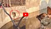 Monkey Escape Video: చిన్న కట్టే సహాయంతో.. జూ నుంచి కోతి పరార్.. వీడియో చూస్తే ఆశ్చర్యపోతారు!