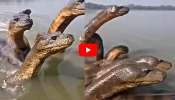 Five-headed Snake Video: పవిత్రమైన నదిలో ఐదు తలల శేషనాగు? వైరల్ అవుతున్న వీడియో ఇదే.. Five-headed Snake Video: పవిత్రమైన నదిలో ఐదు తలల శేషనాగు? వైరల్ అవుతున్న వీడియో ఇదే..