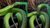 Snakes Video: వామ్మో..  గాఢంగా ముద్దుల్లో మునిగి తెలుతున్న రెండు గ్రీన్ స్నేక్స్.. అరుదైన వీడియో...