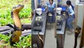 Snake In Kitchen Video: ఓర్నాయనో.. కిచెన్లో సడెన్ ఎంట్రీ ఇచ్చిన భారీ కింగ్ కోబ్రా..?.. వీడియో వైరల్.. Snake In Kitchen Video: ఓర్నాయనో.. కిచెన్లో సడెన్ ఎంట్రీ ఇచ్చిన భారీ కింగ్ కోబ్రా..?.. వీడియో వైరల్..