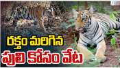 Tiger Terror: పోలవరంలో మళ్ళీ పులి కలకలం.. వామ్మో అంటున్న ప్రజలు..