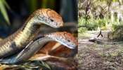 King Cobra Video: బాప్ రే.. పచ్చని చెట్ల  మధ్య సయ్యాటలు ఆడుతున్న రెండు కింగ్ కోబ్రాలు.. అరుదైన వీడియో..