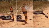 Snake Viral Video: నల్లత్రాచు పాము మరణశాసనం..విషాన్ని చిమ్మి, అక్కడికక్కడే కుప్పకూలిపోయింది!