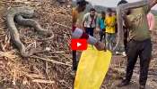 Viral Video: భారీ కొండచిలువ.. పసుపు రంగు సంచిలో బంధించిన స్నేక్ ఎక్స్‌పర్ట్.. వీడియో!