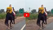 Blinkit Delivery Video: గుర్రంపై బ్లింకిట్ డెలివరీ.. రాజస్థానీ స్టైల్ చూసి నెటిజన్లు ఫిదా అవుతున్నారు..వీడియో ఇదే!