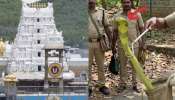 Snake in Tirumala: తిరుమలలో అరుదైన పచ్చ నాగుపాము.. ఫారెస్ట్ అధికారులు ఏంచెప్పారంటే..?