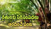 Oil Palm: రైతులకు సిరిసంపదలు అందించే పంట.. ఒక్కసారి నాటితే 30 ఏళ్ల వరకు డబ్బే డబ్బు!: తుమ్మల Oil Palm: రైతులకు సిరిసంపదలు అందించే పంట.. ఒక్కసారి నాటితే 30 ఏళ్ల వరకు డబ్బే డబ్బు!: తుమ్మల
