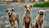 Stray Dogs Poisoned: తెలంగాణలో 1,300 శునకాలు బలి..విషం పెట్టి చంపిన గ్రామ సర్పంచ్‌లు, పంచాయితీ కార్యదర్శులు!