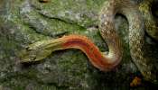 Redneck Keelback Snake: దేశంలో మరో 2 కొత్త రకం పాములు..అవి కంటికి అస్సలు కనిపించవు..కాటేస్తే క్షణంలో ఫసక్!