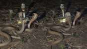 Snakes Video: ఓర్నాయనో.. చిమ్మ చీకట్లో నాలుగు నాగు పాముల సయ్యాటలు.. ఓళ్లు గగుర్పొడిచే వీడియో..
