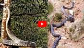Cobra Video: కొండను మించిన పొడవు.. ప్రపంచంలోనే అతిపెద్ద కింగ్ కోబ్రా ప్రత్యక్షం.. వీడియో!
