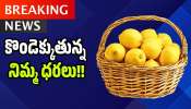 Lemon Prices: అమ్మో నిమ్మకాయ! ధర చూస్తే గుండె గుభేల్.. చుక్కలు చూపిస్తున్న పులుపు!