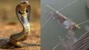 Up man Snake bite Video: బాలుడ్ని కాటేసిన పాము..  12 గంటలు గంగానది ప్రవాహంలో ఉంచిన కుటుంబం.. వీడియో వైరల్...
