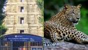 Leopard in Srisailam Video: శ్రీ శైలంలో చిరుత పులి  హల్ చల్.. డివైడర్ పై దర్జాగ కూర్చుని.. వీడియో వైరల్..