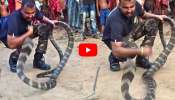 Cobra Video: యముడిలా విరుచుకుపడ్డ 15 అడుగుల కింగ్ కోబ్రా.. సోషల్ మీడియాను షేక్ చేస్తున్న వీడియో!