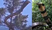 Snake Video: బాప్ రే.. గుండెలు గుభేల్.. చెట్టుపైన పడగ విప్పిన భారీ పాము.. ఓళ్లు గగుర్పొడిచే వీడియో..