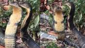King cobra Video: బాప్ రే.. గాఢంగా మెలికలు  తిరిగి రొమాన్స్ చేసుకుంటున్న కింగ్ కోబ్రాలు.. అరుదైన వీడియో...