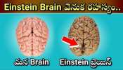 Facts About Einstein Brain: ప్రపంచ మేధావి ఆల్బర్ట్ ఐన్‌ స్టీన్ బ్రెయిన్ వెనుక ఉన్న నమ్మలేని నిజాలు ఇవే..