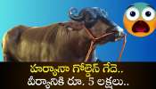 Haryana Golden Buffalo Viral News: హర్యానా గోల్డెన్‌ గేదె.. వీర్యానికి రూ. 5 లక్షలు.. ఆశ్చర్యపరిచే మరెన్నో.. 