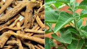 Aswagandha Benefits: అశ్వగంధతో అద్బుత ప్రయోజనాలు, కేన్సర్ సైతం నియంత్రణ