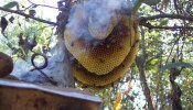 Beehive Remove Tips: ఇంట్లో సులభంగా తేనెపట్టు వదిలించే 5 మార్గాలు