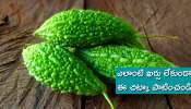  Bitter Gourd Benefits: మధుమేహంతో బాధపడుతున్నారా.. ఎలాంటి ఖర్చు లేకుండా ఈ చిట్కా పాటించండి..