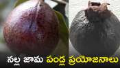 Black Guava For Diabetes: మధుమేహాన్ని శాశ్వతంగా చెక్‌ నల్ల జామ పండ్లు..వీటి ప్రయోజనాలు తెలిస్తే ఆశ్చర్యపోతారు