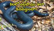 Black Snake Dream: కలలో నల్లపాము ఇలా కనిపిస్తుందా? భవిష్యత్‌లో జరిగేది ఇదే!