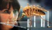 China Mosquitoes Mission: మొన్న కరోనా.. ఇపుడు &quot;మిషన్ మస్కిటో&quot;.. చైనా మరొక ప్రయోగం