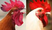 Country vs Broiler Chicken: కంట్రీ చికెన్ vs బ్రాయిలర్ చికెన్: మీ ఆరోగ్యానికి ఏది మంచిదో మీకు తెలుసా?