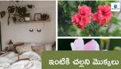 Summer Cooling Plants: ఈ మొక్కలు ఇంటికి చల్లదనాన్ని అందిస్తాయి.. 