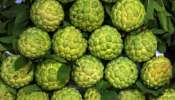 Custard apple: చలికాలంలో ఈ పండు తిని ఒకే సారి 7 రకాల జబ్బులకు చెక్ పెట్టేయండి