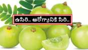 Health benefits of Amla: ఉసిరిలో ఇన్ని ఆరోగ్య ప్రయోజనలా ? నిజంగానే ఉసిరి ఆరోగ్యాల సిరి