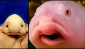 Blobfish Facts: ప్రపంచంలోనే అత్యంత అసహ్యమైన ఫీష్‌ .. చూస్తే వాంతి వచ్చినట్టే..!!