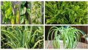 Bathroom Plants: ఈ 8 మొక్కలు బాత్రూంలో పెంచుకోవచ్చు.. ఇంటికి రెట్టింపు అందాన్ని ఇస్తాయి..