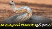 Keep Snakes Away: ఈ మొక్కలంటే పాములకు ఎందుకు భయం..వీటిని చూస్తే ఎందుకు పారిపోతాయి?