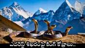 King Cobras: ఎవరెస్ట్ శిఖరంపై అతి ప్రమాదకరమైన  కింగ్ కోబ్రాలు.. ప్రపంచ అంతానికి ఇవి సంకేతాలా?